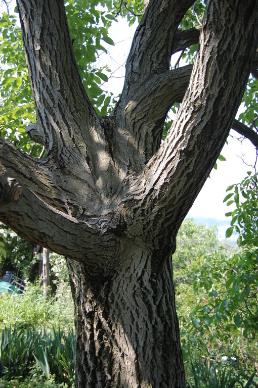 TRUNKS AND BRANCHES UNDER THE SUN