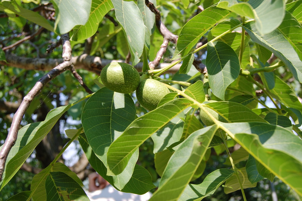GREEN LEAVES AND NUTS TO SEE