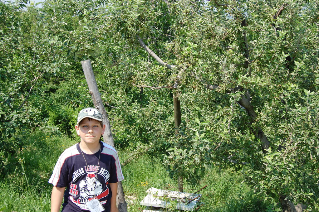 I PREFER THE APRICOTS, BUT THEY ARE NOT ON THE TREE!