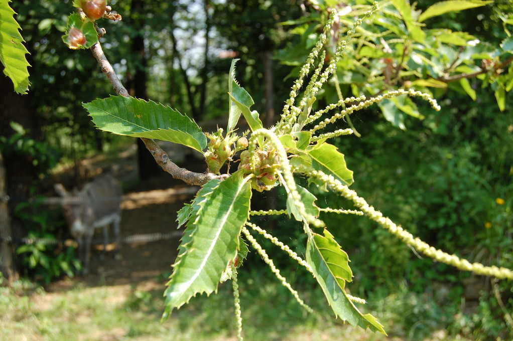 CHESTNUT FLOWERS