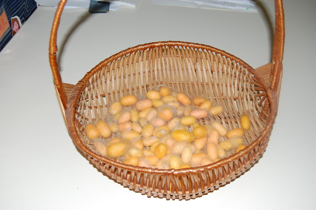 Quanti bozzoli !