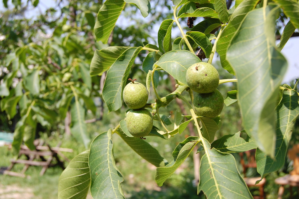 FRUIT IS READYJUST TO EAT!