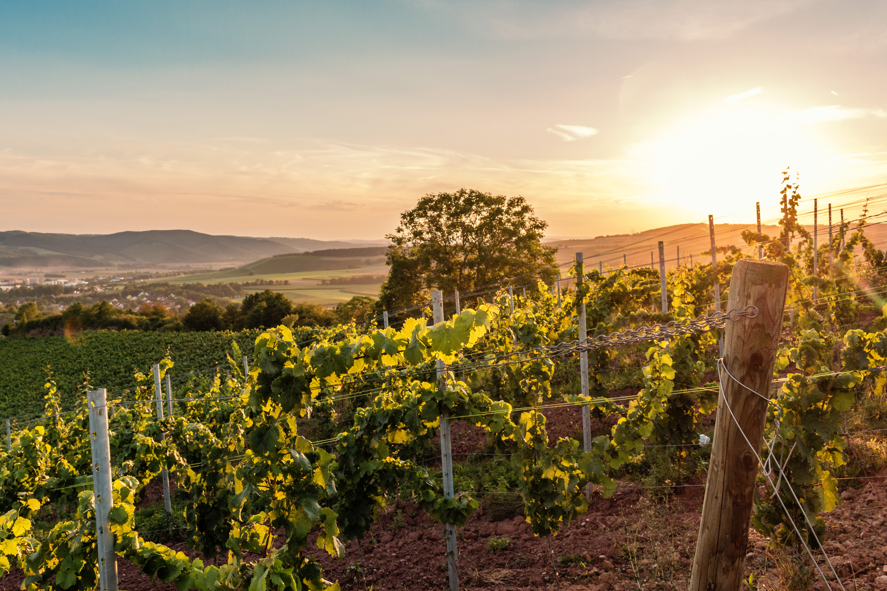 Kontakt Michel Wein Weingut Michel Bad Sobernheim Nahe