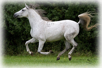 Eine unserer Shagya-Araber Stuten. © 2011 NESSA Equestrian Design.