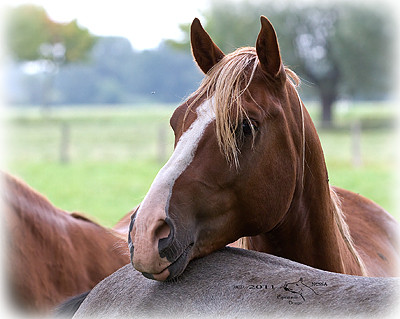 Shagya-Araber Junghengst. © 2011 NESSA Equestrian Design.