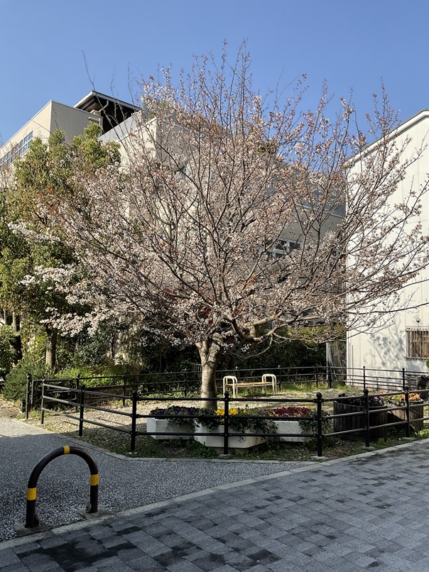 Cherry blossoms bloom in April 2024