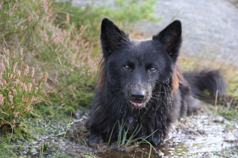 Vermittelt Webseite Zur Vermittlung Altdeutscher Hutehunde