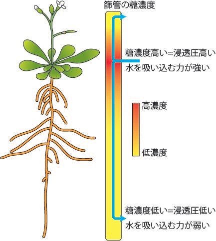 植物の炭素代謝 Arayatakaos Jimdo Page