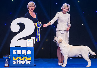 EUROPEAN DOG SHOW-2017, BEST JUNIOR FCI GROUP VIII, 2nd place BRAVO MESSI