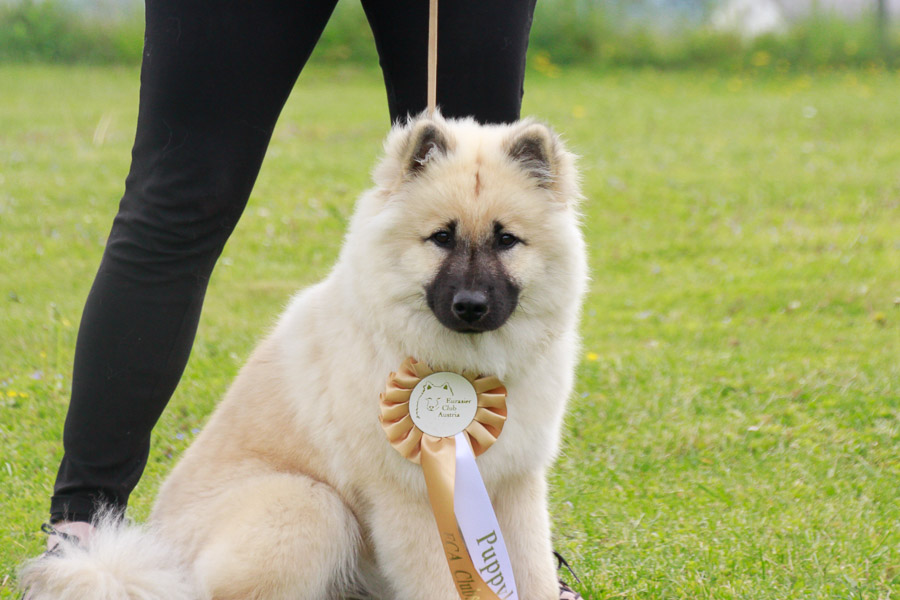 Hündinnen Puppyklasse