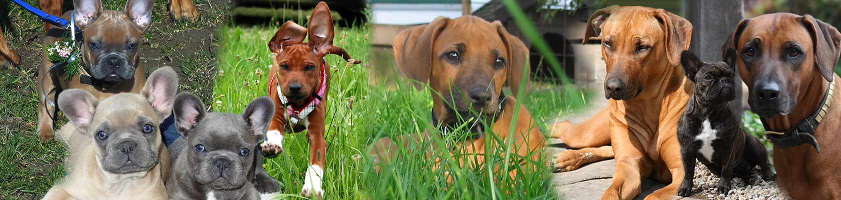 Hundesprüche Und Weisheiten über Hunde