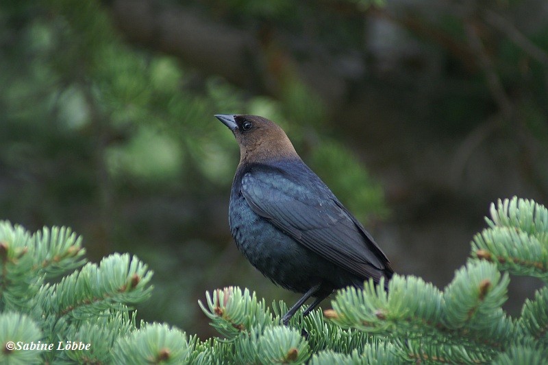 Brown Headed Cowbird (male)