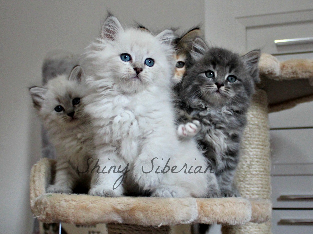 Cuccioli Disponibili Gatto Siberiano Allevamento Gatto Siberiano
