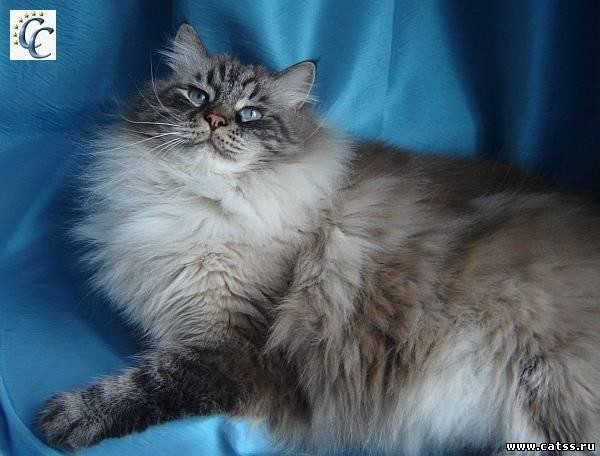 Harley Siberian Samotsvet