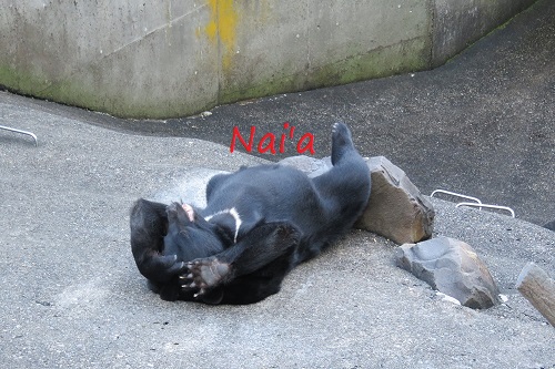 東北ヒグマ,岩手ヒグマ,秋田市おすすめ整体,出羽三山,北秋田市パワースポット,北秋田市整体,スピリチュアルヒーリング