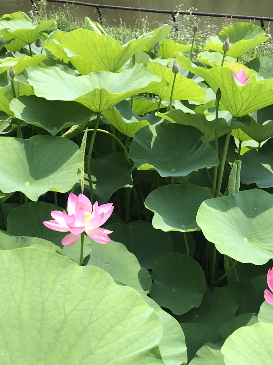 2021.6.8千葉公園　体験会