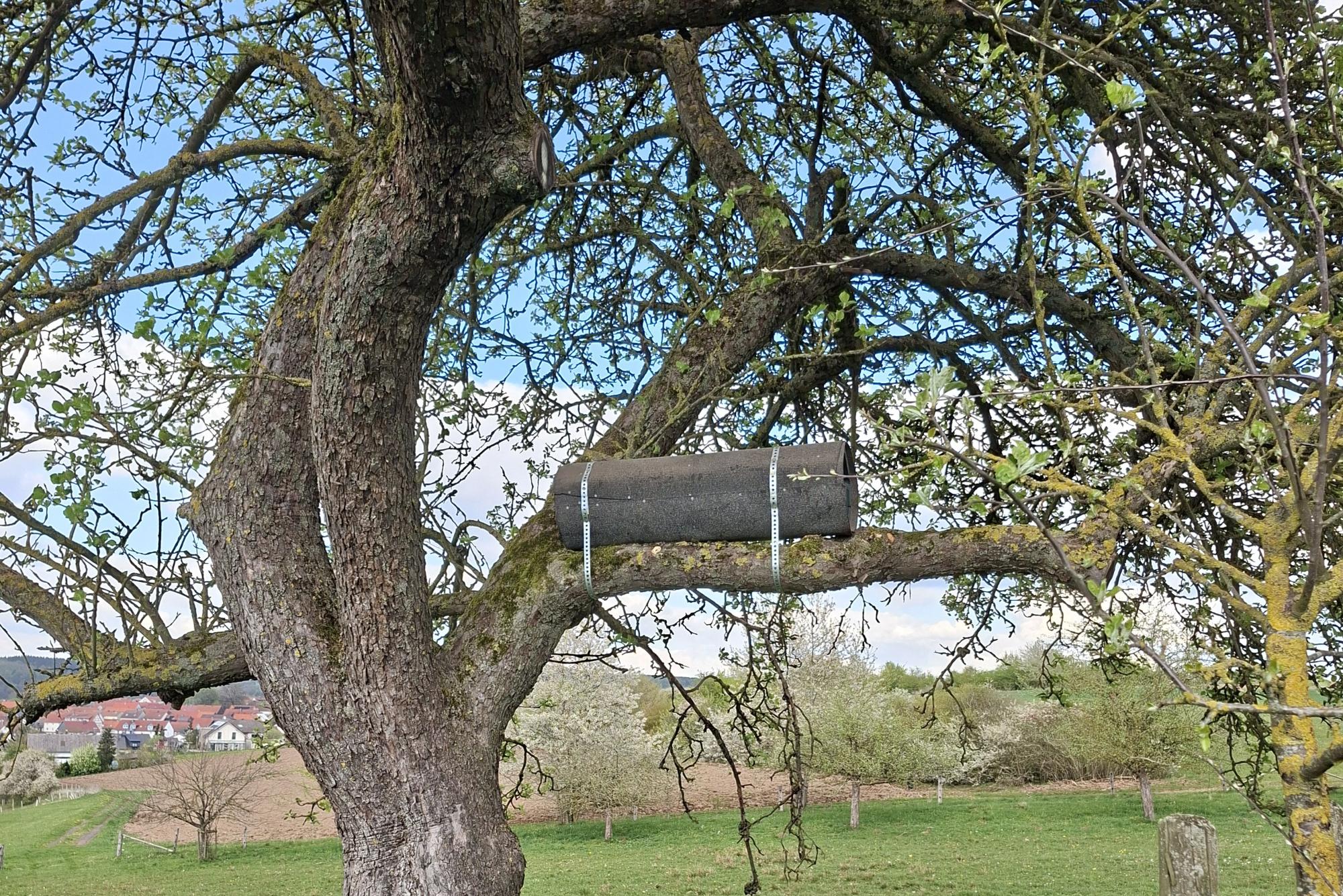 Bruthöhle auf einem Ast im Apfelbaum