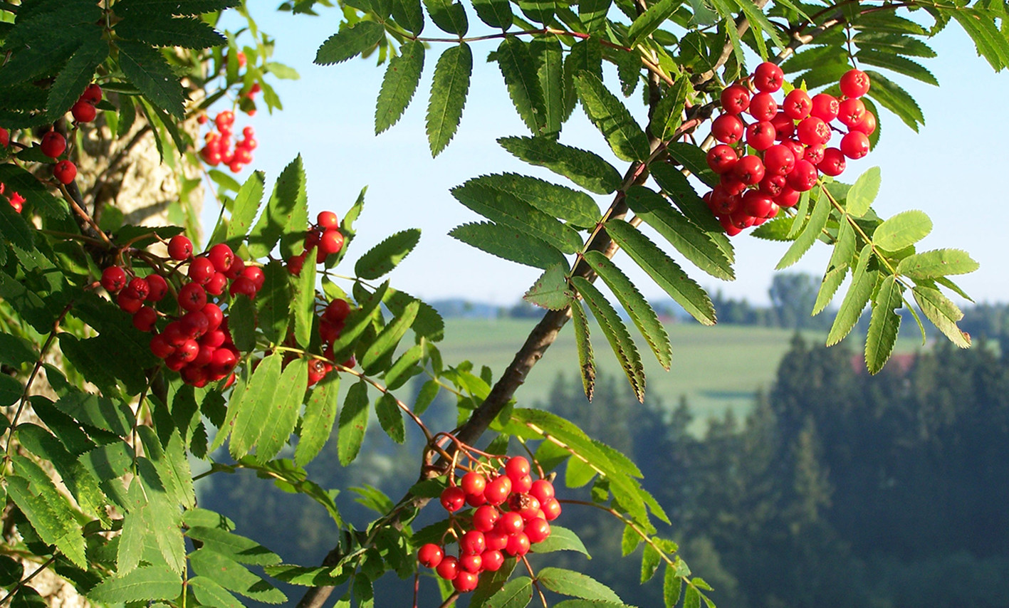 Eberesche - wildkraeuterfrau