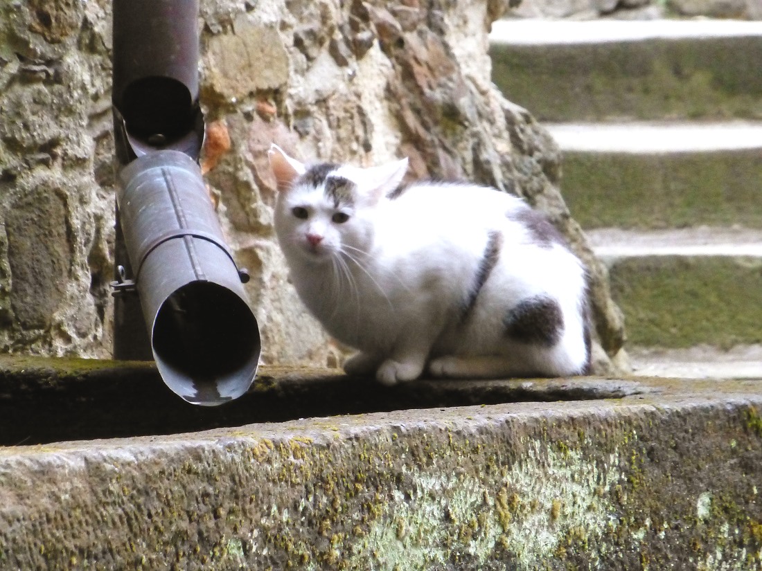 Monolithischer Sandstein-Trog als Zisterne, die "Haus- und Hof-Katze" ist überall dabei.