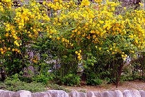 宝塚「花の道」に咲く、満開の山吹の黄色い花。