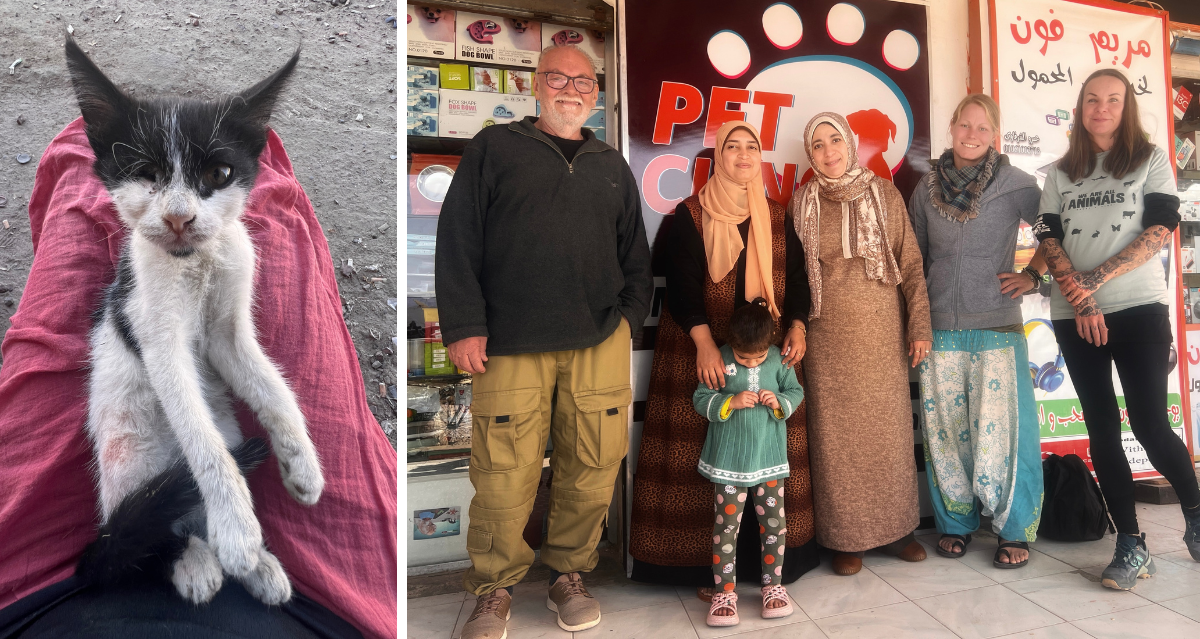 Mit Kastrationen Leben retten - TNR (Dahab)