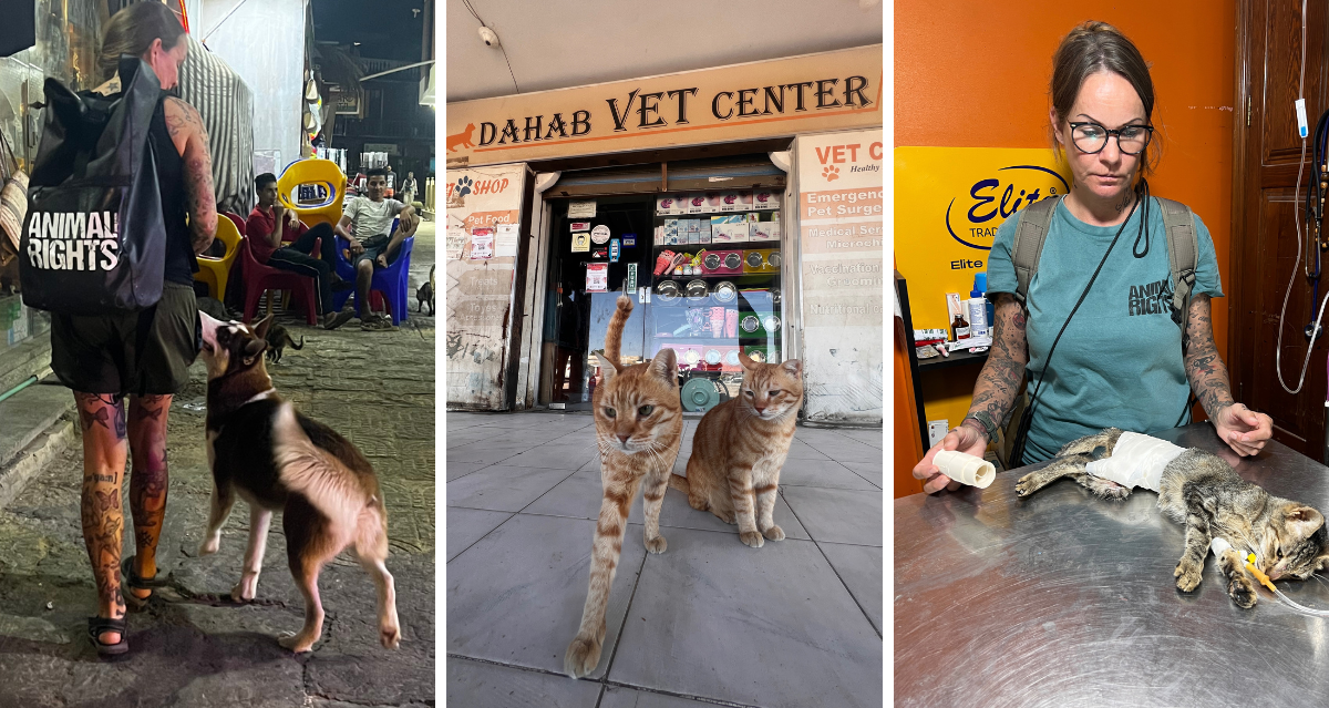 ANIMAL WELFARE in Dahab (Südsinai)