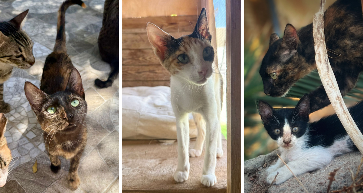 Update: Katzenhilfsprojekt in Dahab