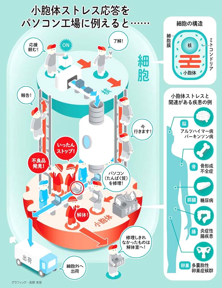 小胞体ストレスとは？