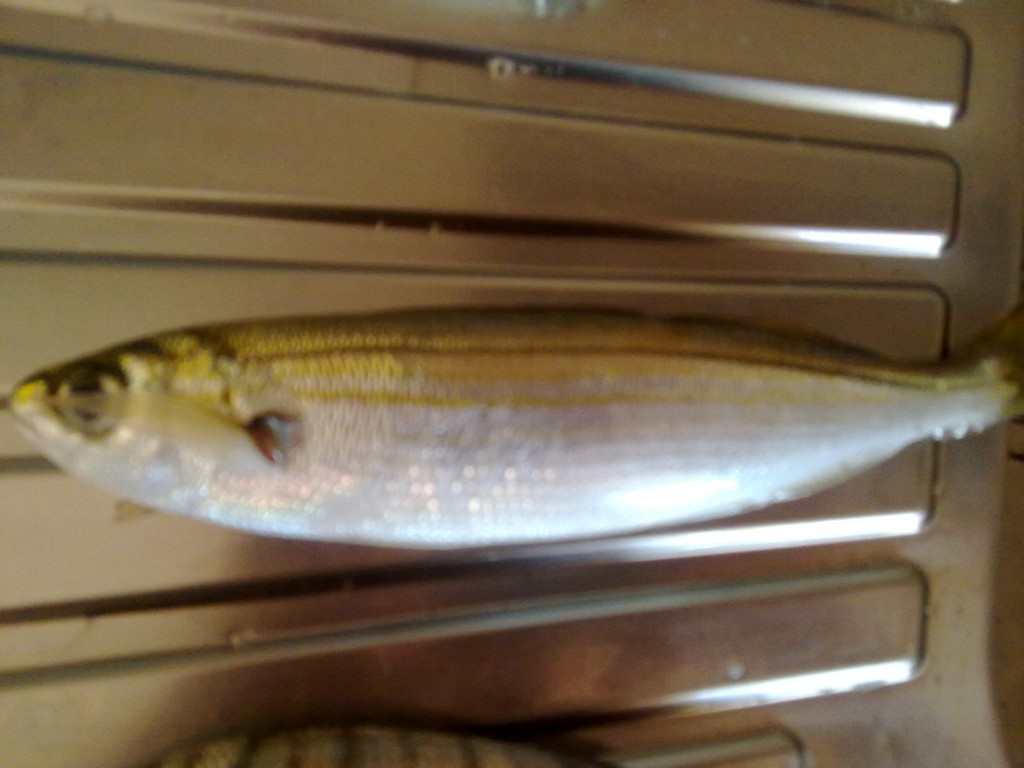 Sarpa
