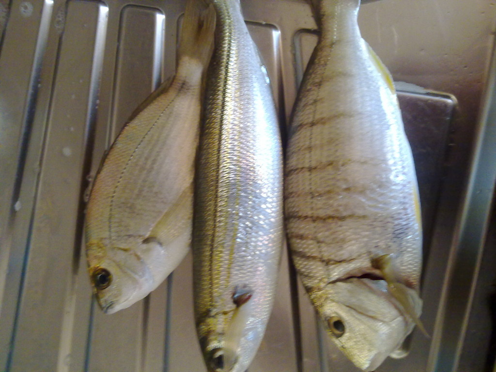 pesca a foce verde