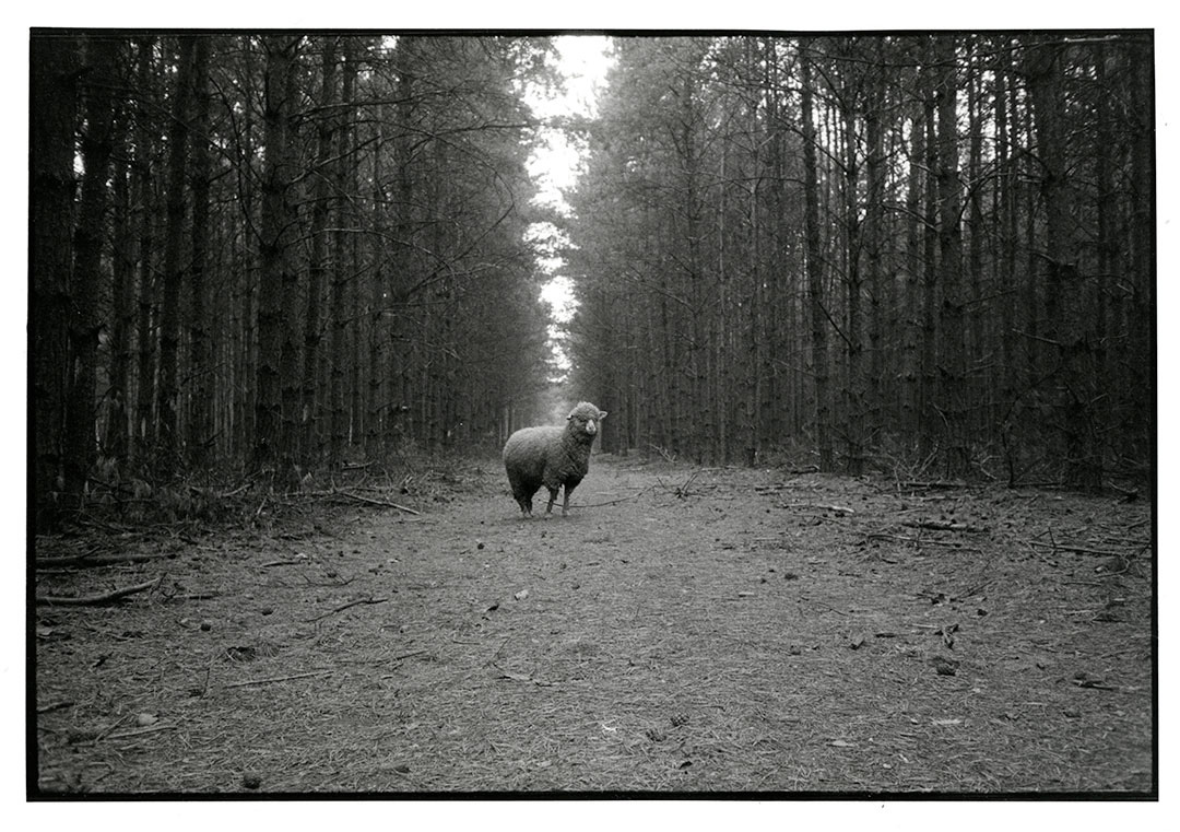 Sheep, Letzlingen, GDR, 1986