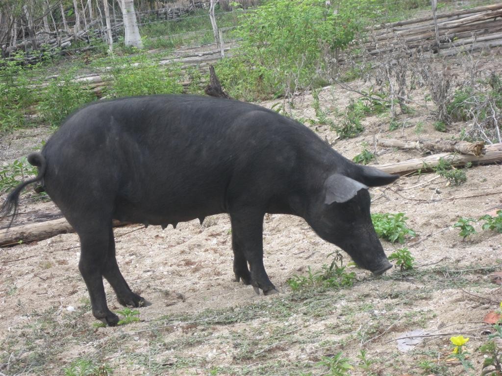 Cuba-Schwein