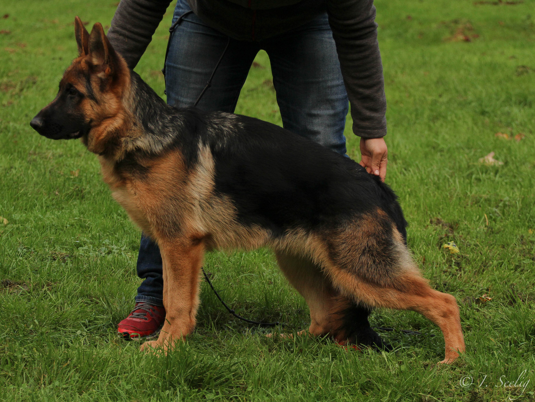 Deutscher Schäferhund Zwinger Schäferhunde vom Hasseltal