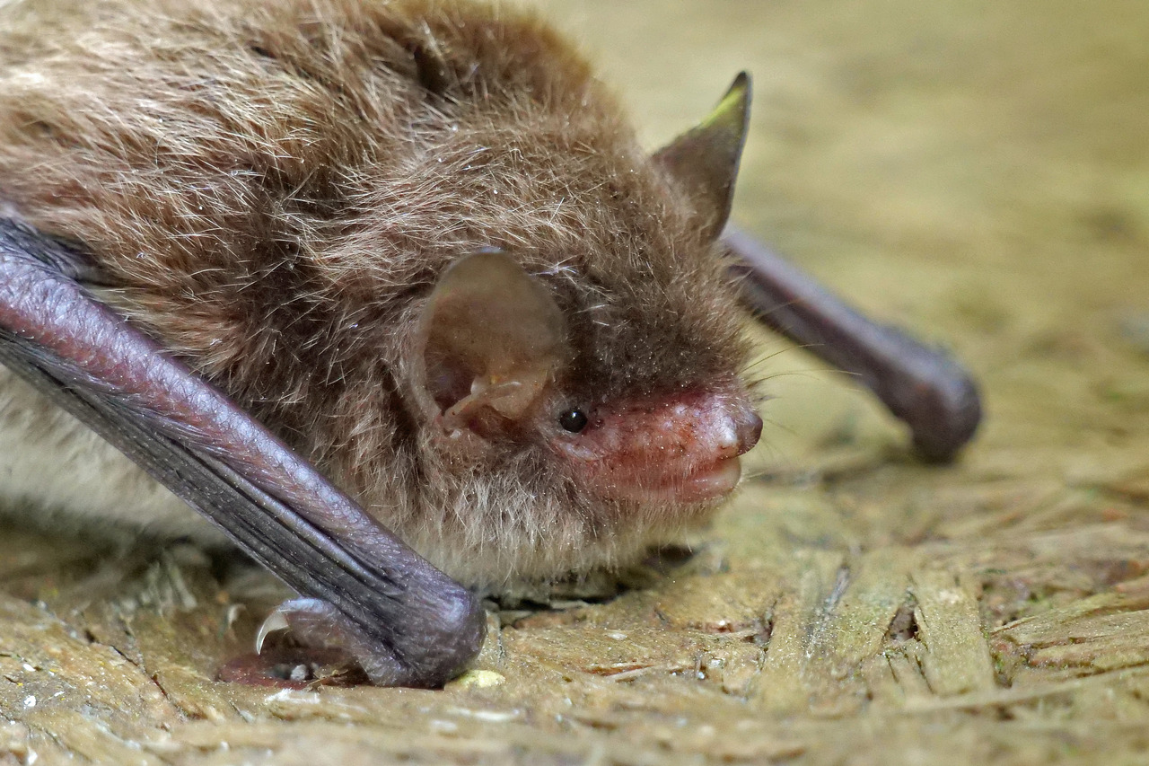 Fledermaus (Foto: Wolfgang Riesenberg)