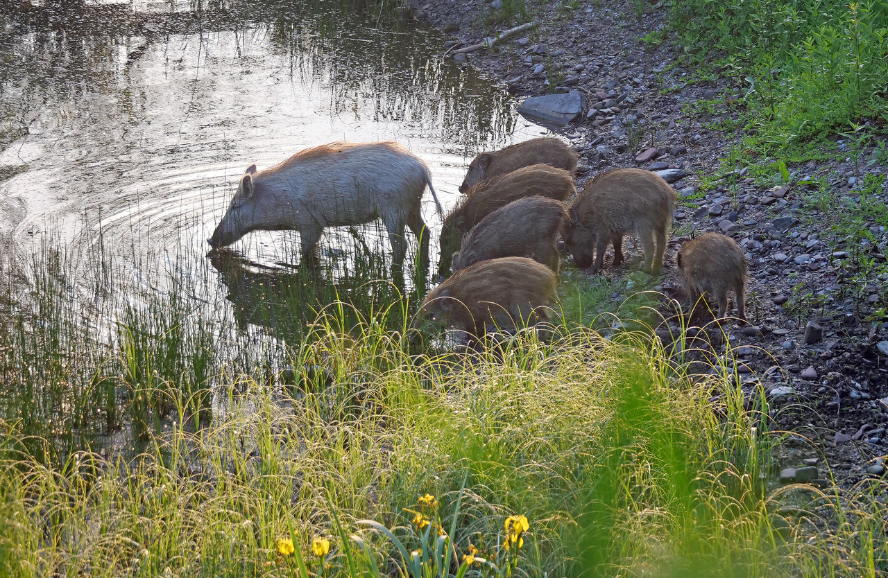 Wildschweinrotte (Foto: Wolfgang Riesenberg)