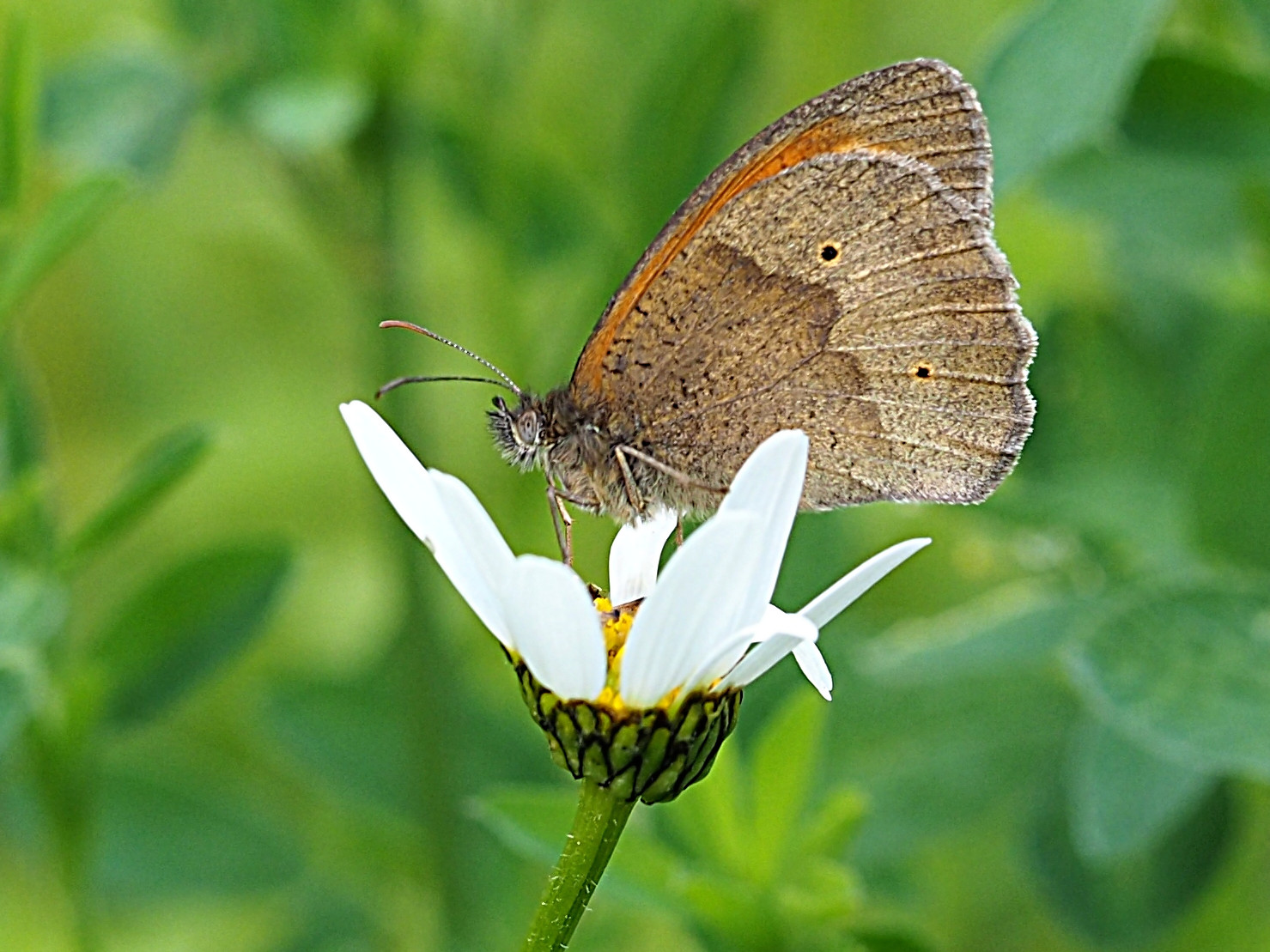 Foto: Ulrich Frischgesell