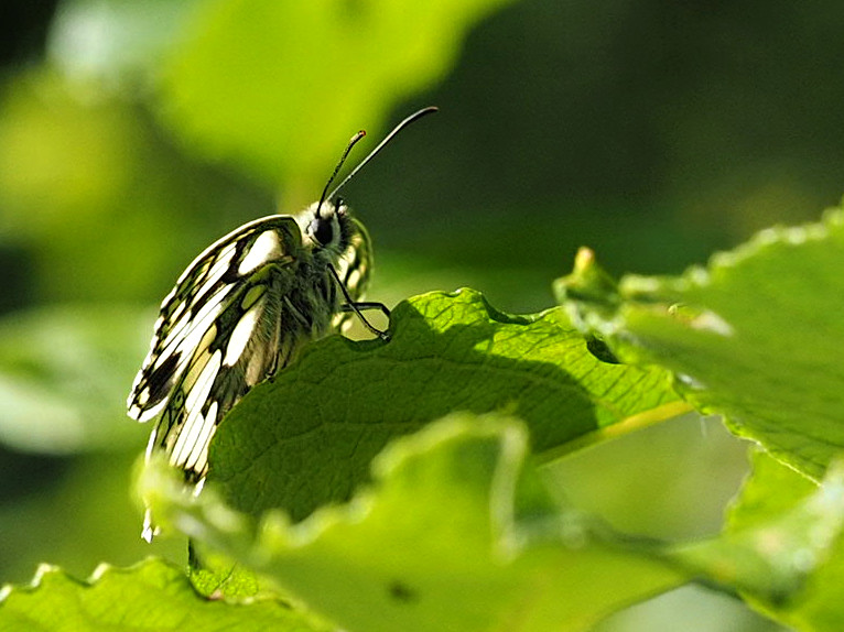 Schachbrettfalter (Foto: Ulrich Frischgesell)