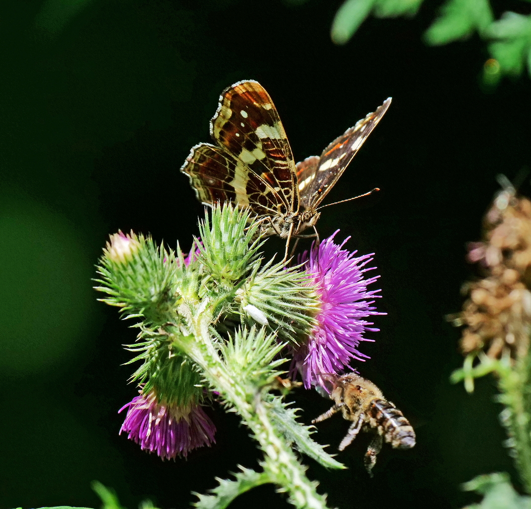 Schachbrettfalter (Foto: Wolfgang Riesenberg)