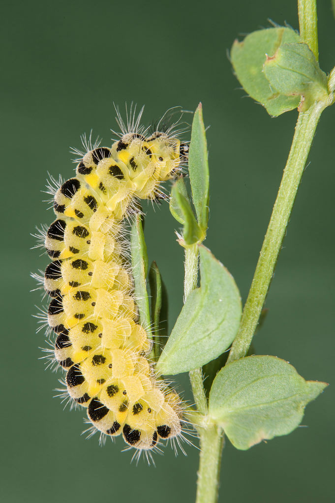 Raupe (Foto: Gernot Liebau)