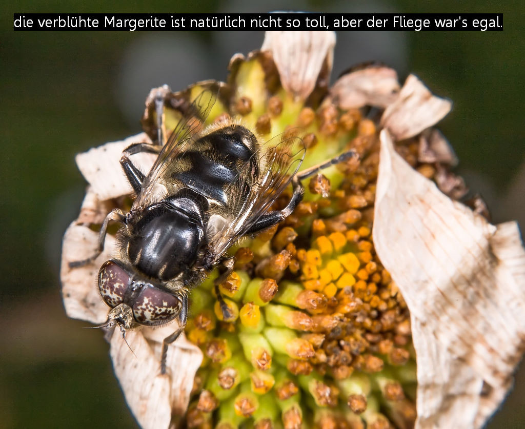 Eristalinus sepulchralis (Foto: Gernot Liebau)