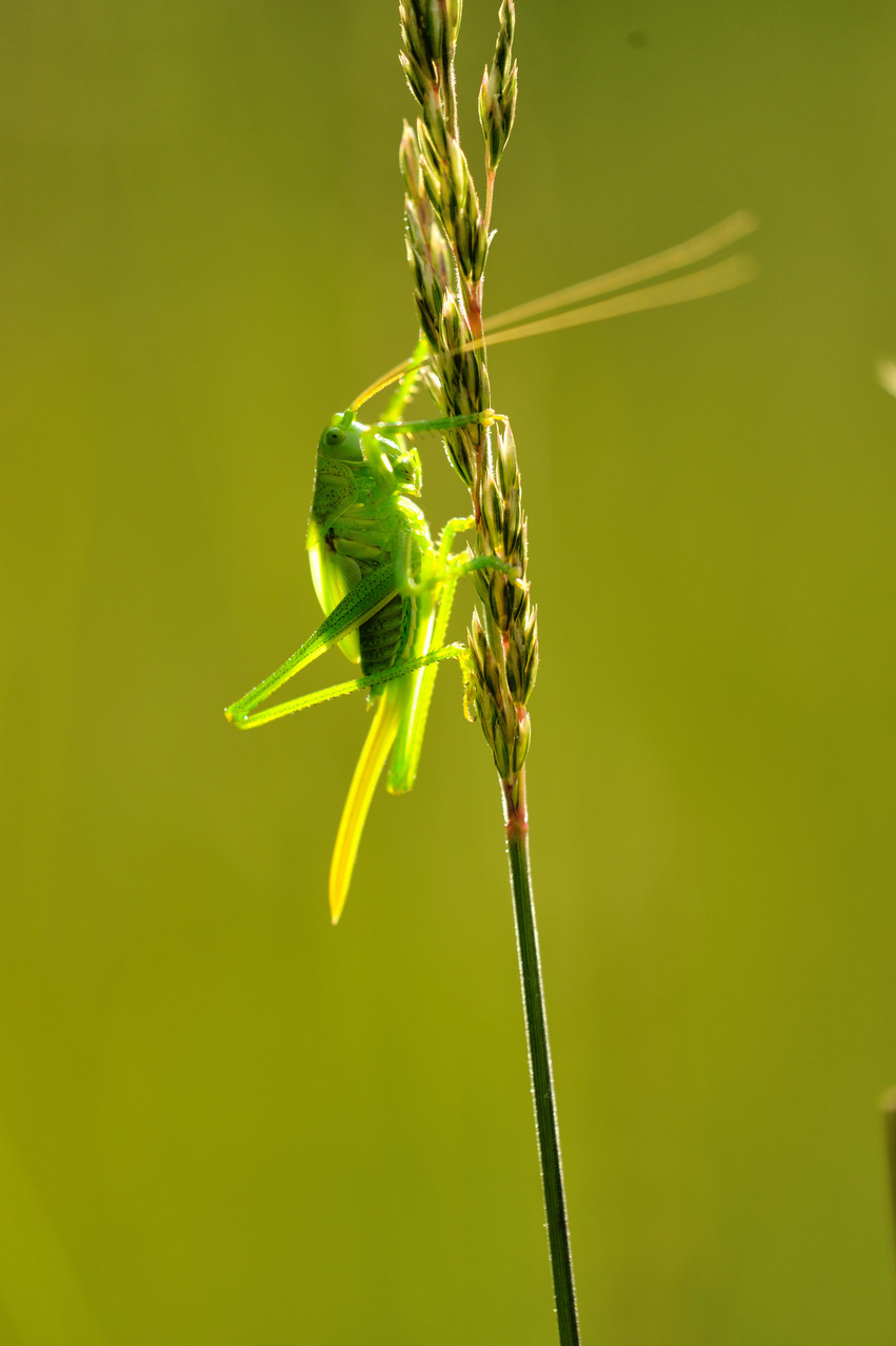 Foto:Hartmut Schrader