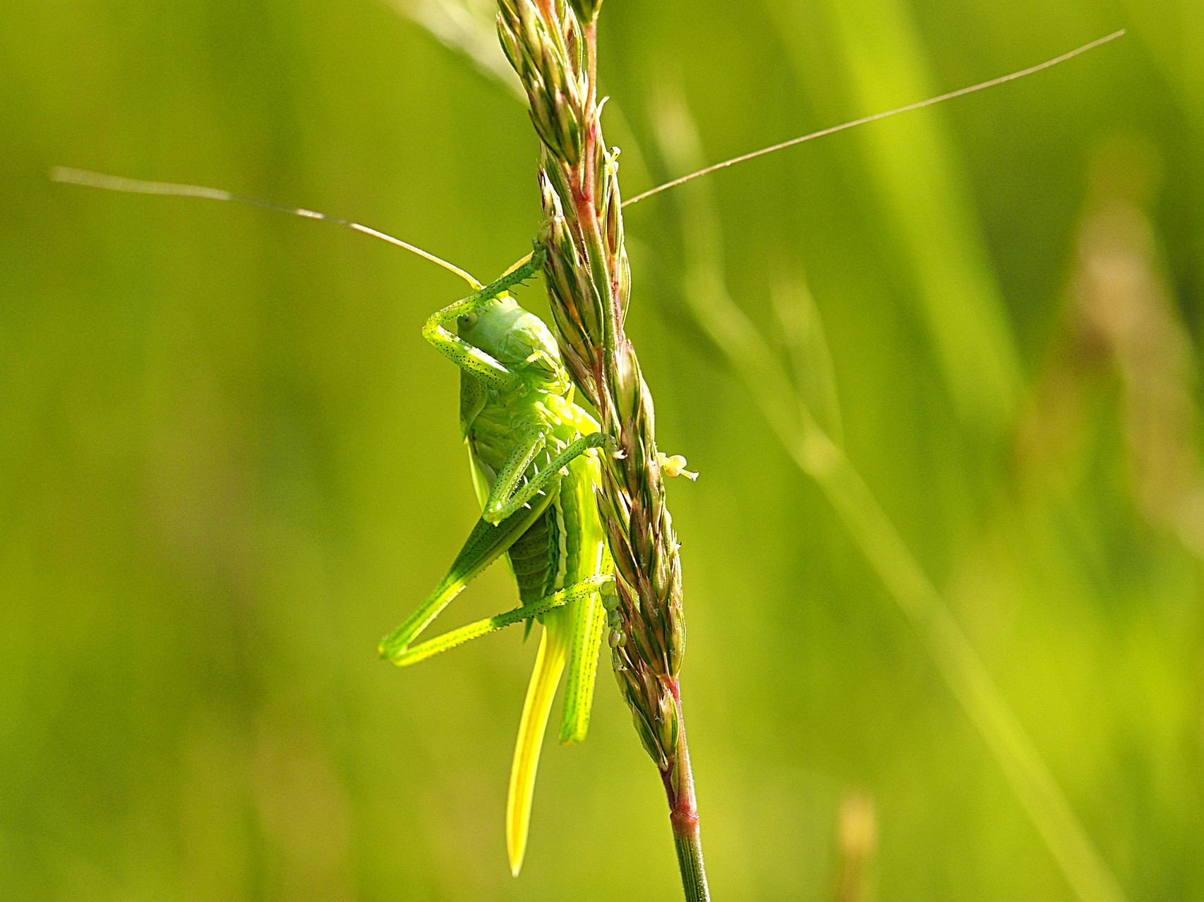 Foto: Ulrich Frischgesell