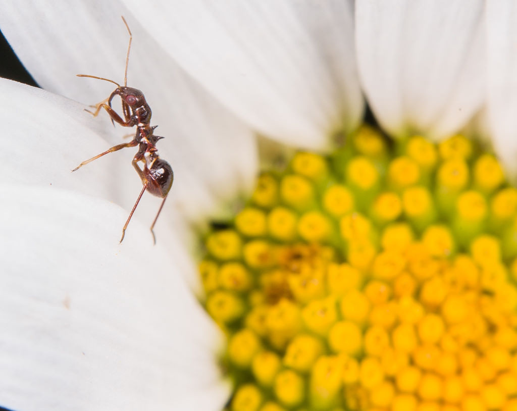 Junglarve der Sichelwanzen-Art Himacerus mirmicoides (Foto: Gernot Liebau)