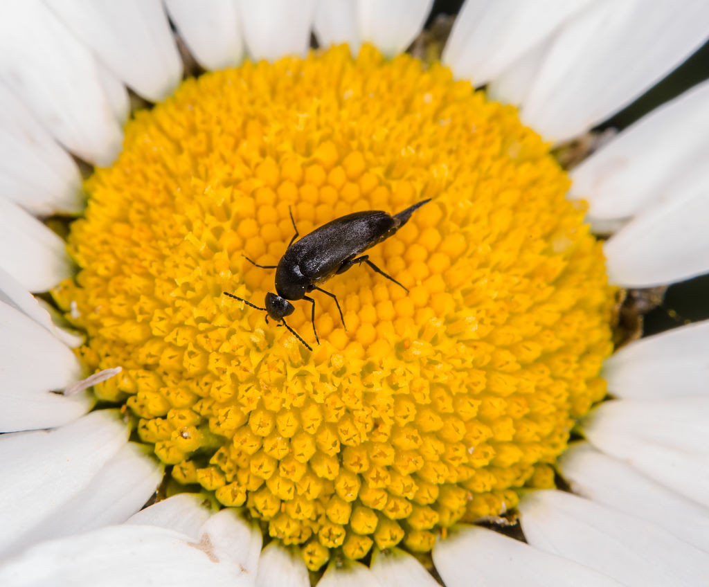 Foto: Gernot Liebau