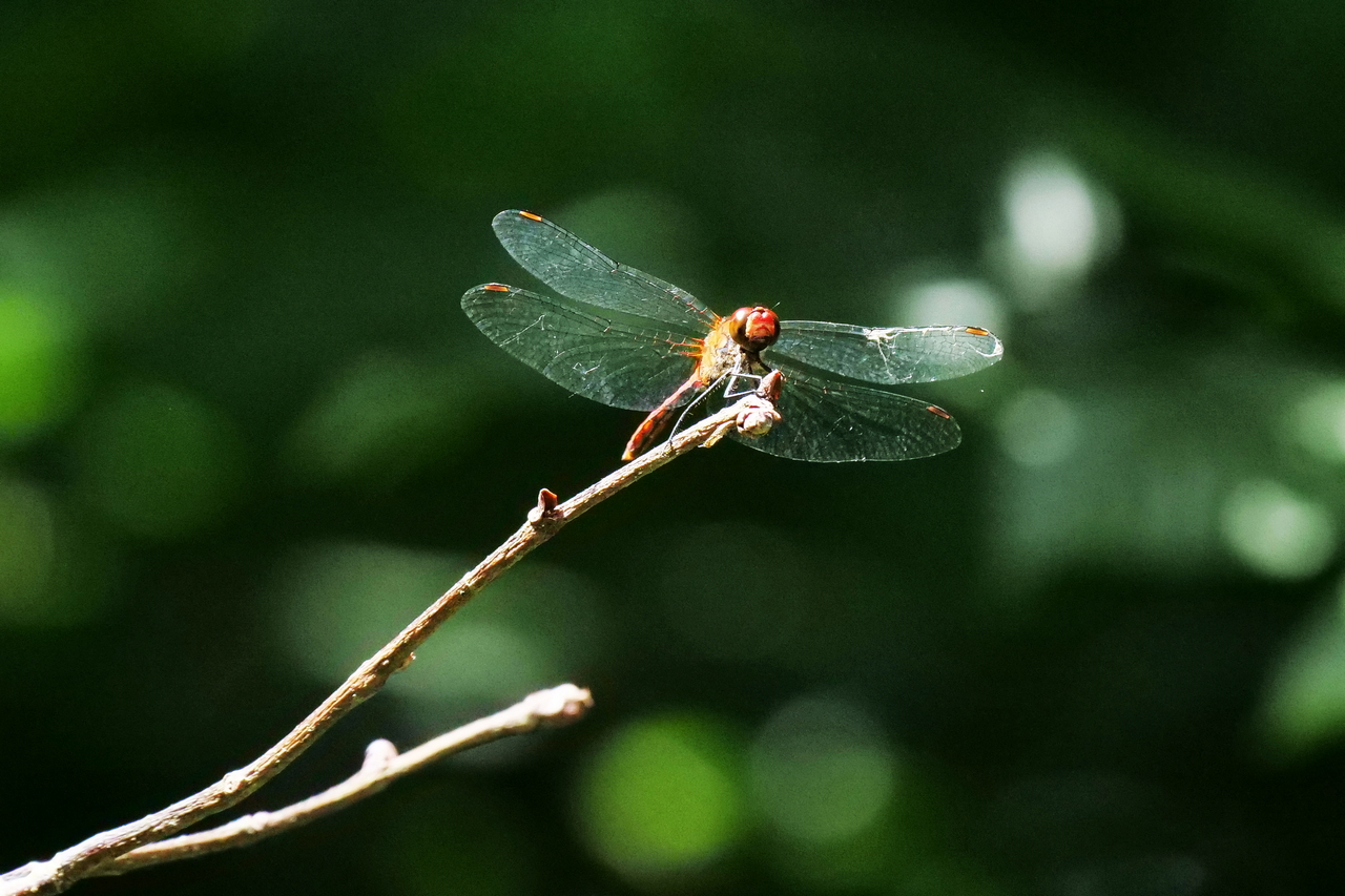 Blutrote Heidelibelle (Foto: Wolfgang Riesenberg)