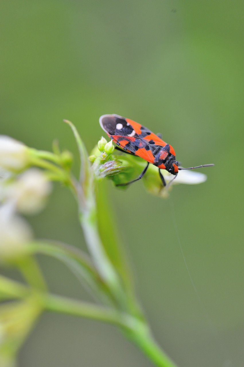 Foto: Hartmut Schrader