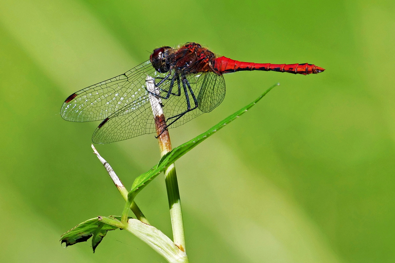 Blutrote Heidelibelle (Foto: Wolfgang Riesenberg)