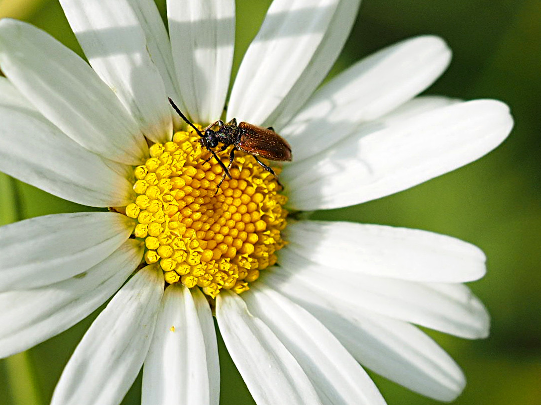 Foto: Ulrich Frischgesell