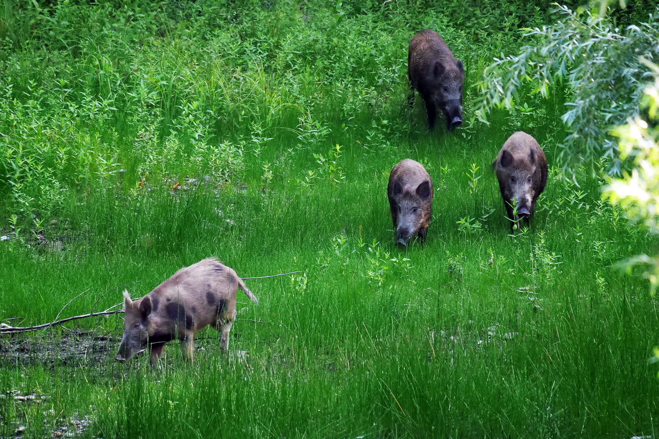 Rotte Wildschweine (Foto: Wolfgang Riesenberg)