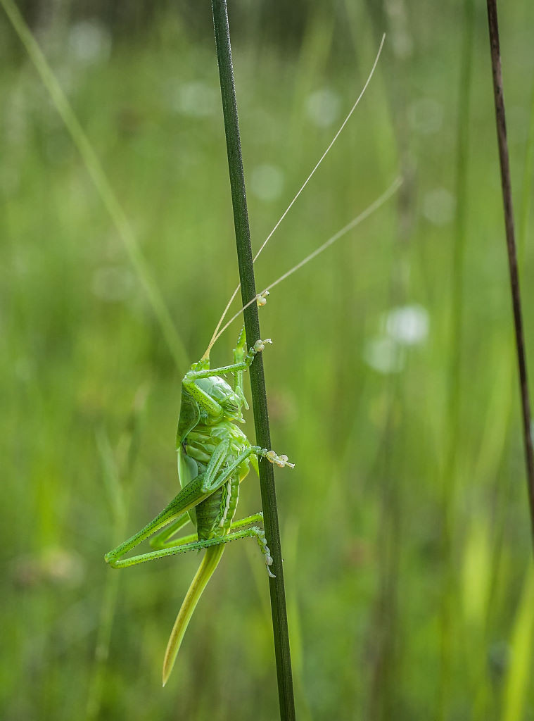 Foto: Gernot Liebau